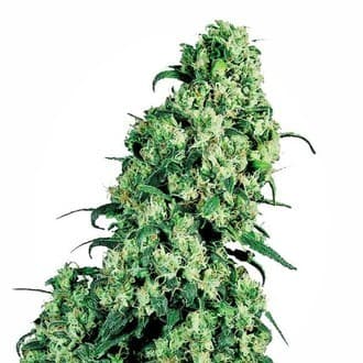 Skunk 1 (White Label)