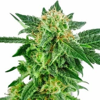 Snow Ryder Autoflower (White Label)