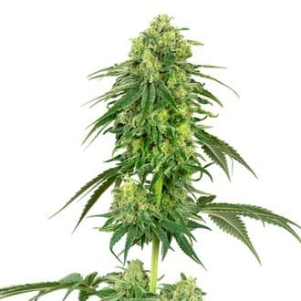 Strawberry Kush (White Label)