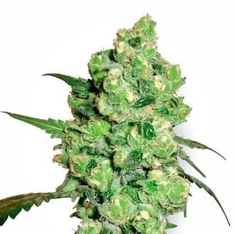 Super Skunk (White Label)