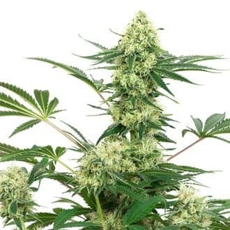 Wedding Cheesecake (White Label)
