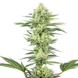 White Gorilla Haze (White Label)