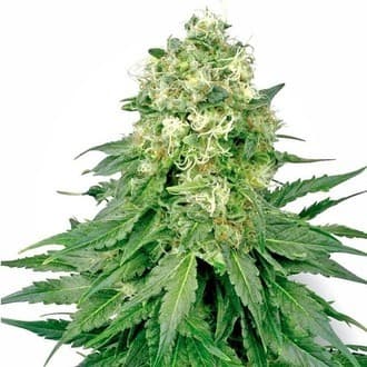 White Widow (White Label)