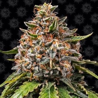 White Widow XXL (Barney's Farm)