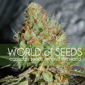Afghan Kush Special (World Of Seeds)