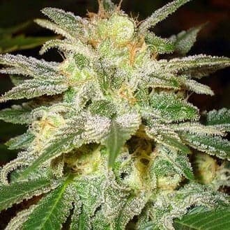 New York 47 (World Of Seeds)