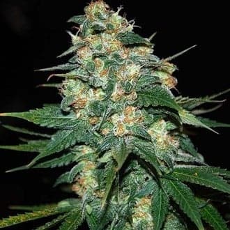 Skunk 47 (World Of Seeds)