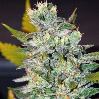 Space (World of Seeds)