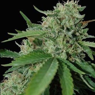 Yumbolt 47 (World Of Seeds)