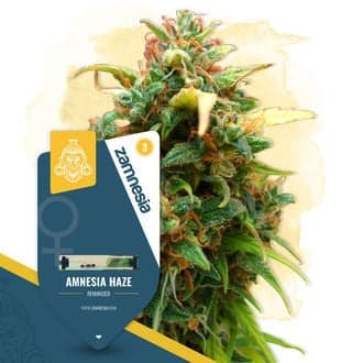 Amnesia Haze (Zamnesia Seeds)