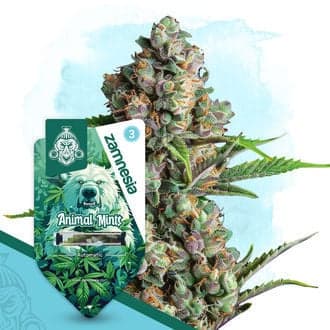 Animal Mints Autoflower (Zamnesia Seeds)