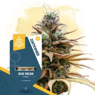 Blue Dream (Zamnesia Seeds)