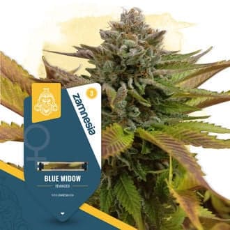 Blue Widow (Zamnesia Seeds)