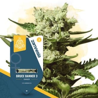 Bruce Banner 3 (Zamnesia Seeds)