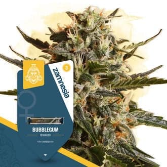 Bubblegum (Zamnesia Seeds)