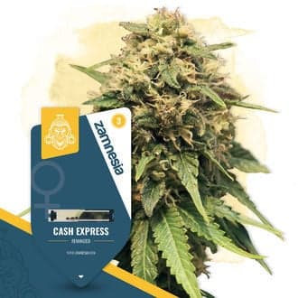 Cash Express (Zamnesia Seeds)