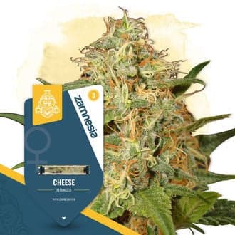 Cheese (Zamnesia Seeds)