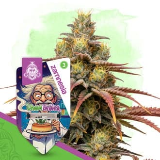 Chem Brulee Autoflower (Zamnesia Seeds)