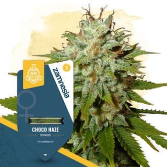 Choco Haze (Zamnesia Seeds)