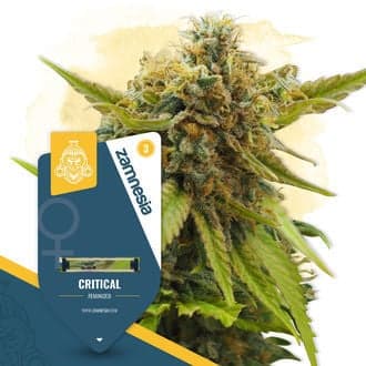 Critical (Zamnesia Seeds)