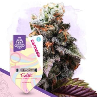 Gelato (Zamnesia Seeds)