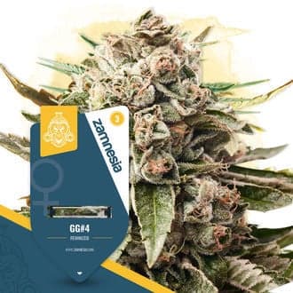 GG#4 (Zamnesia Seeds)