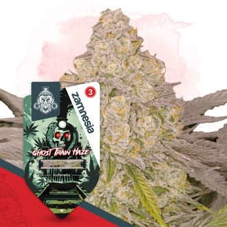 Ghost Train Haze Autoflower (Zamnesia Seeds)