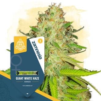 Giant White Haze (Zamnesia Seeds)