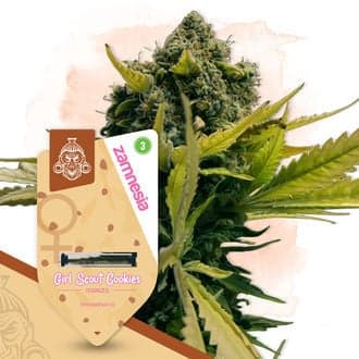 Girl Scout Cookies (Zamnesia Seeds)