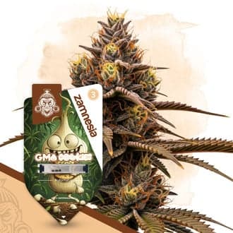 GMO Cookies Autoflower (Zamnesia Seeds)