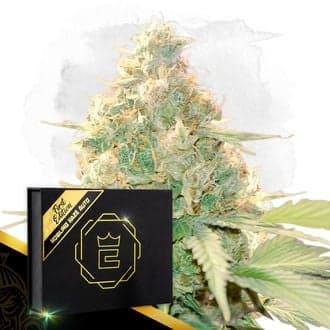 Howling Haze Auto (Zamnesia Seeds)