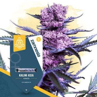 Kalini Asia (Zamnesia Seeds)