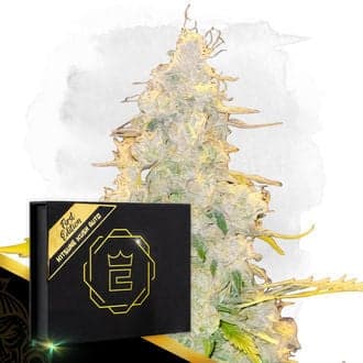 Kitsune Kush Auto (Zamnesia Seeds)