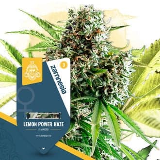 Lemon Power Haze (Zamnesia Seeds)