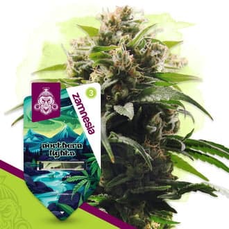 Northern Lights (Zamnesia Seeds)