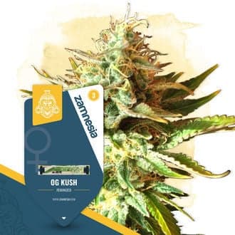 OG Kush (Zamnesia Seeds)