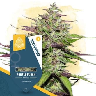Purple Punch (Zamnesia Seeds)