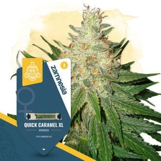 Quick Caramel XL (Zamnesia Seeds)