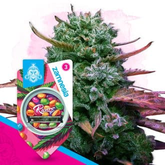 Runtz (Zamnesia Seeds)