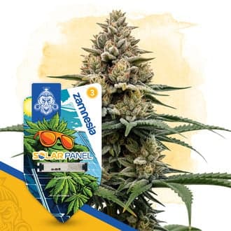 Solar Panel Autoflower (Zamnesia Seeds)