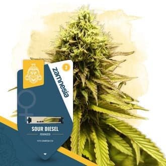 Sour Diesel (Zamnesia Seeds)