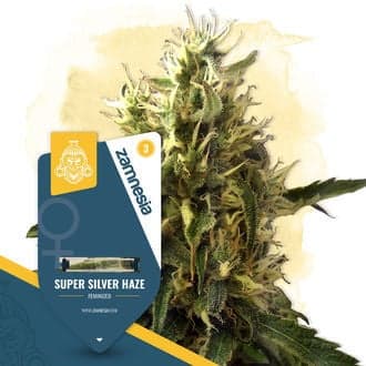 Super Silver Haze (Zamnesia Seeds)