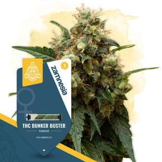 THC Bunker Buster (Zamnesia Seeds)