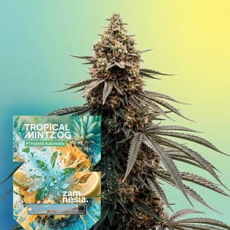 Tropical Mintz OG F1 Autoflower (Zamnesia Seeds)
