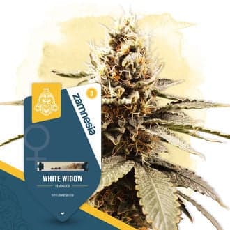 White Widow (Zamnesia Seeds)