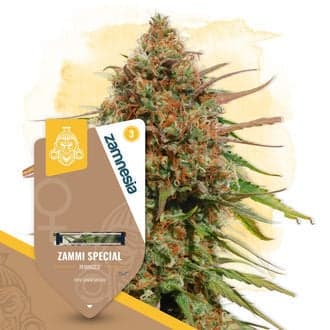 Zammi Special (Zamnesia Seeds)