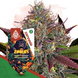 Zookies Autoflower (Zamnesia Seeds)
